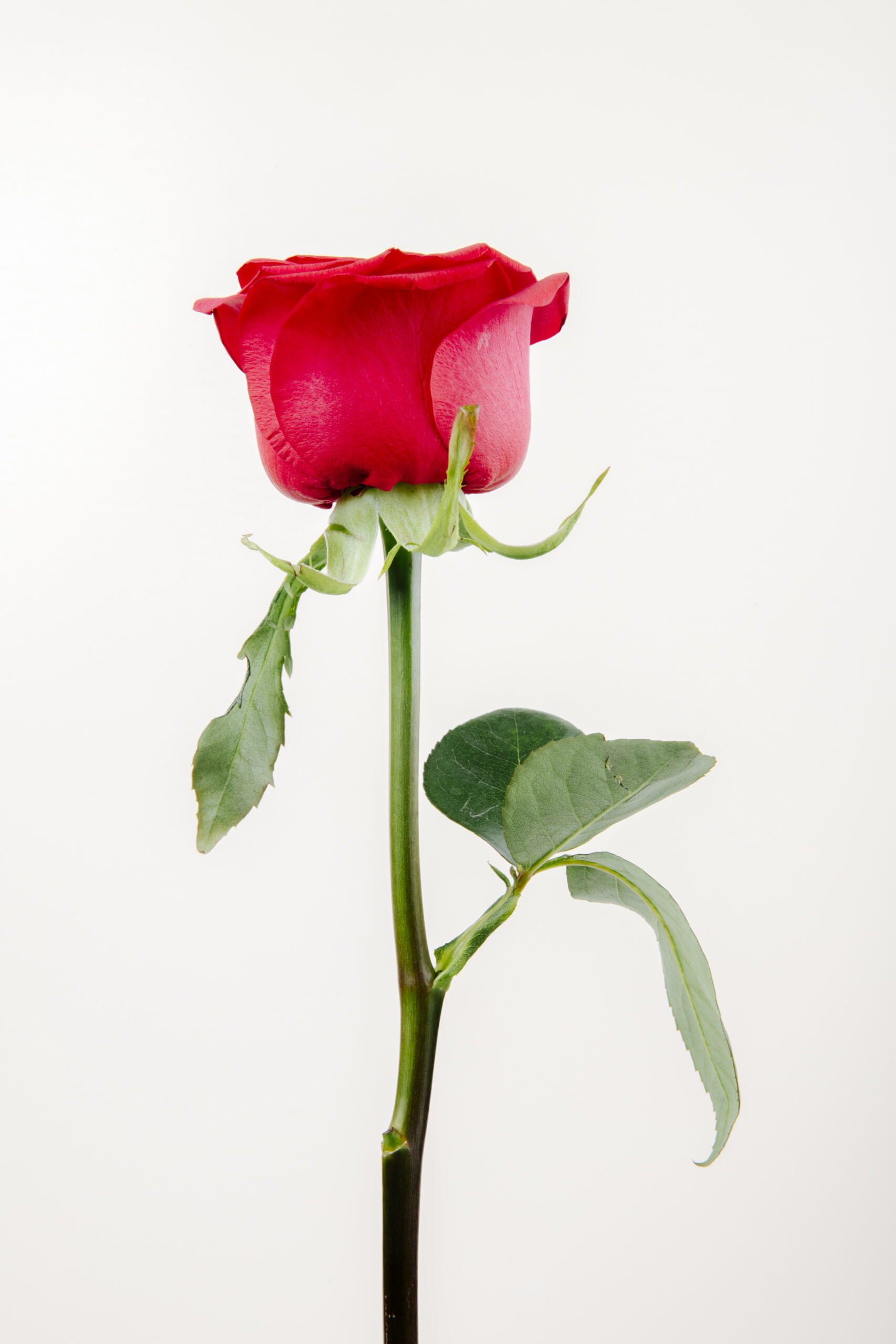 side view of red color rose isolated on white background گل رز - تصویر 1